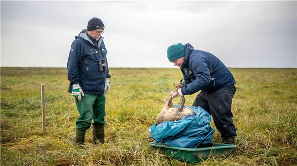 Das tote Reh soll bei der Erforschung von Artenvielfalt in der Natur helfen.