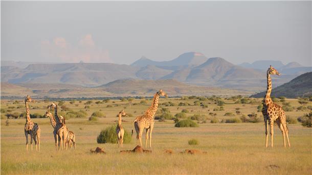 Das undatierte Handout zeigt angolanische Giraffen in Damaraland im Nordwesten von Namibia.