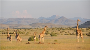 Das undatierte Handout zeigt angolanische Giraffen in Damaraland im Nordwesten von Namibia.