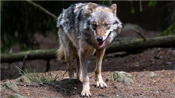 Wolf