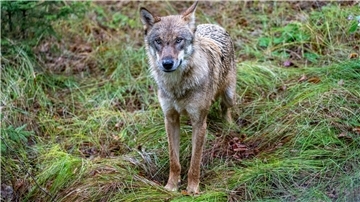 Das Verwaltungsgericht Stade stellt sich hinter die Abschussgenehmigung für einen Problemwolf im Raum Cuxhaven. 