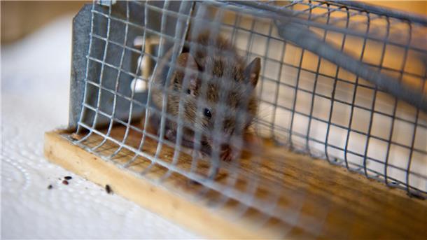 Mäuse-Skandal in Cuxhaven: Die ekligsten Hygiene-Verstöße in diesem Jahr Das Veterinäramt des Landkreises Cuxhaven hat in diesem Jahr Mäuse in Geschäften festgestellt.