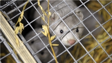 Das Vogelgrippe-Virus übertragt sich auch auf andere Tiere.