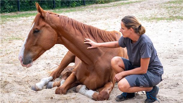 Das vom Tierheim Bubi genannte irische Rennpferd wird dort von Pflegeleiterin Nadine Bruns aufgepäppelt.