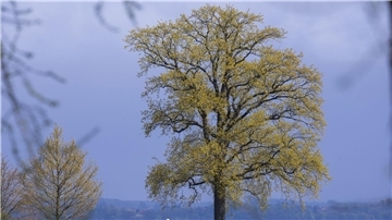 Das Wetter in Deutschland bleibt in den nächsten Tagen wechselhaft.