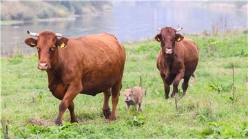 Das Wildschweinchen Frida läuft zwischen zwei großen Kühen auf einer Weide an der Weser im Landkreis Holzminden.