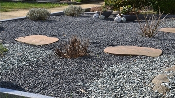 Das auf dem Zevener Friedhof mehr und mehr Gräber geschottert werden, stößt Ratsmitgliedern sauer auf.