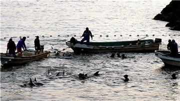 Delfine wurden bei einer Treibjagd in eine Lagune getrieben, aufgenommen in der Walfang-Stadt Taiji.