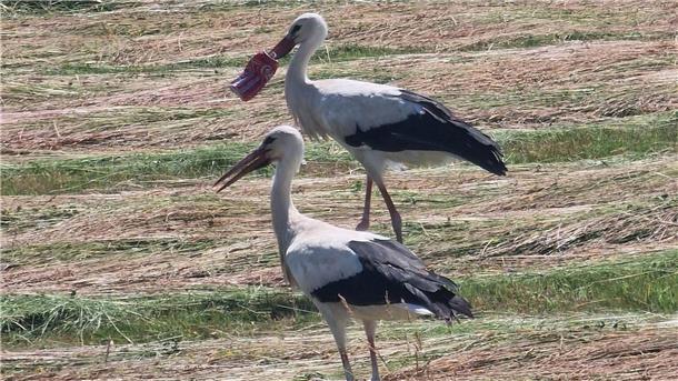 Mit Schnabel in Getränkedose: Sorge um Storch in Frankreich Dem französischen Landwirt Paul Bubba gelang diese Aufnahme des Storchs und eines Artgenossen nahe Faverney.