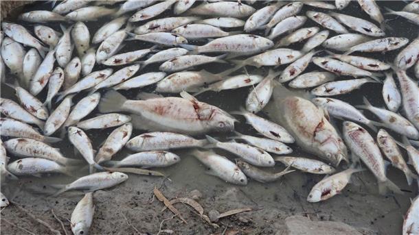 Dem Ministerium für Primärindustrie zufolge ist der Tod der Fische wahrscheinlich auf eine Kombination aus der Hitze und dem niedrigen Sauerstoffgehalt durch die zurückgehenden Überschwemmungen zurückzuführen.