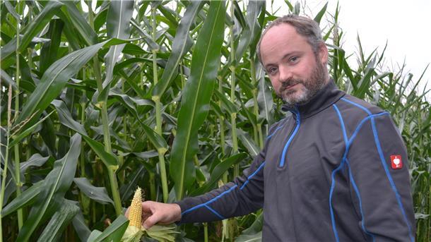 Regengüsse retten die Mais-Ernte im Cuxland Dem Regen Ende August sei Dank: Der Mais hat sich auch auf dem kargen Geestboden nahe dem Hof von Henning Gronholz noch ganz gut entwickelt.