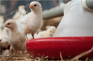 Weibliche Küken stehen am 18.03.2013 in Klein Süstedt (Niedersachsen) in einem Stall.