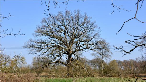 Eine mächtige Stiel-Eiche steht auf einem Feld. 