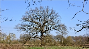 Eine mächtige Stiel-Eiche steht auf einem Feld. 