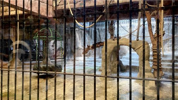 Ringen um Bua Noi – Thailands einziger Gorilla im Horror-Zoo Der 10 mal 20 Meter große Käfig des Gorilla-Weibchens Bua Noi.
