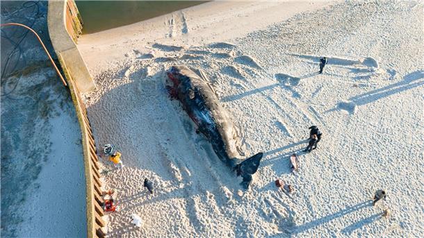 Mehr Wale in Ost- und Nordsee Der 14,3 Meter lange und tonnenschwere Walbulle war im Februar vor Hörnum (Sylt) aus der Nordsee an Land gezogen worden.