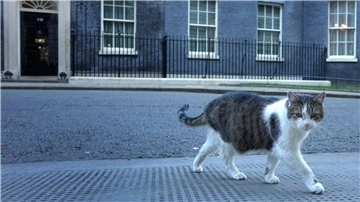 Der 16 Jahre alte Kater Larry lebt seit 2011 im Sitz des britischen Premierministers.