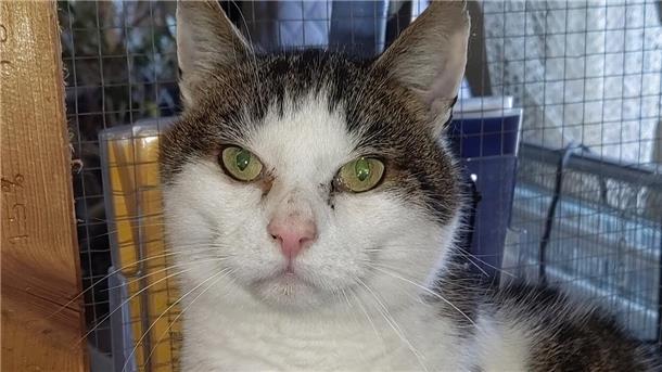Der achtjährige Kater braucht Freigang.
