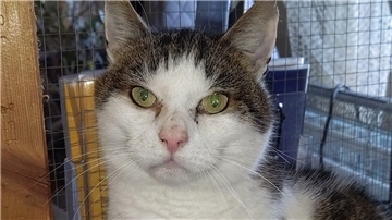 Der achtjährige Kater braucht Freigang.