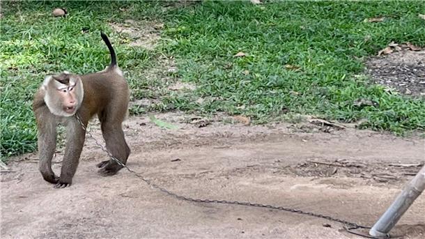 Der Affe Nong geht angekettet im Kreis. Makaken als Kokospflücker einzusetzen hat in Thailand Tradition.