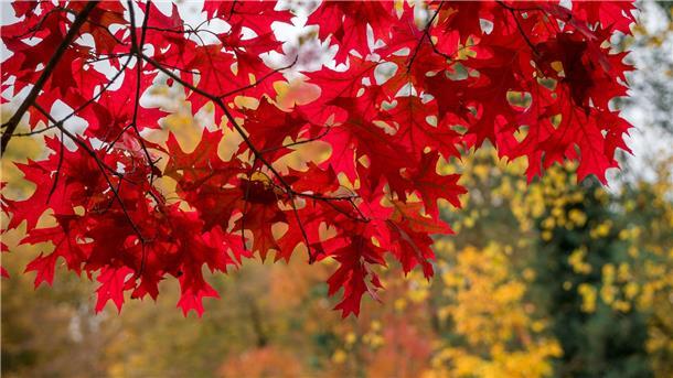 Was ist eigentlich so toll am Herbst? Der Ahorn ist vor allem im Herbst einer der schönsten Bäume: Seine Blätter sind dann feuerrot. (Archivbild)