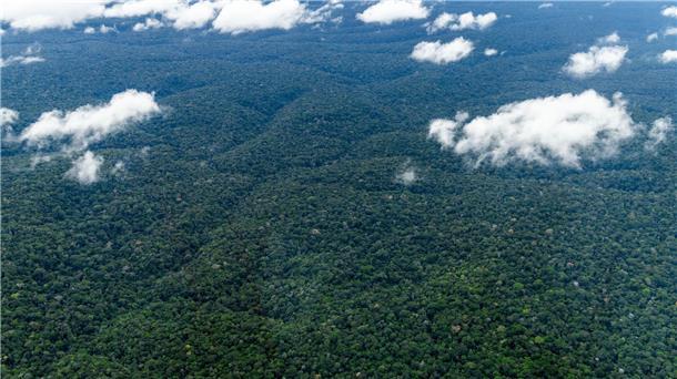 Regenwald: Nasa will Zusammenarbeit mit Brasilien erweitern Der Amazonas - der weltweit größte tropische Regenwald.