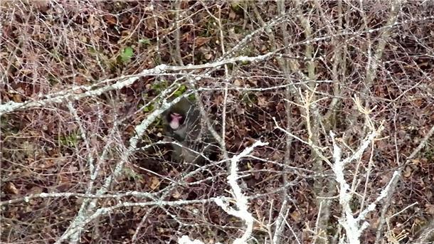 Ausgebüxter Affe in Schottland wieder eingefangen Der Ausflug von „Kingussie Kong“ ist vorbei.