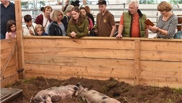 Menschen schauen Schweine an.