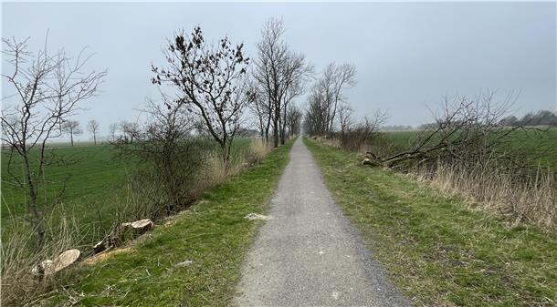 Deshalb mussten am Bahndamm in Butjadingen hunderte Eschen gefällt werden Eschen, Bahndamm