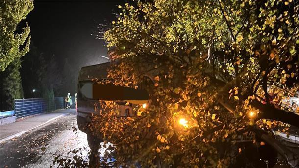 Baum umgefahren: Bremerhavener verursacht Unfall nahe Kindergarten Der Baum, welcher auf der Verkehrsinsel stand und aus dem Boden gerissen wurde.
