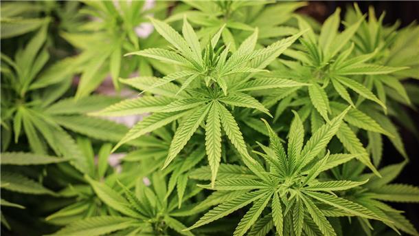 Warnungen vor mehr Hürden für Cannabis-Anbauvereine Der Branchenverband Cannabiswirtschaft warnt, mit den geplanten strengeren Regeln für den legalen Anbau von Cannabis in Vereinen wäre es schwerer, eine Produktion aufzubauen.