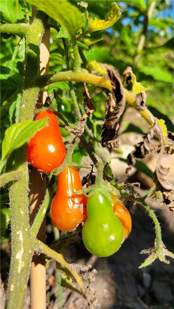 Zwischen Mangold und Tomate: Nordholzer Gartenfreunde buddeln im Bürgergarten Der Bürgergarten Nordholz ist auch ein Naschgarten. Gerade sind die Tomaten reif.