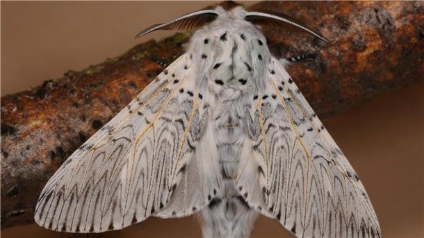 Nachtfalter entdecken in Butjadingen: Bestimmungskurs am 10. Mai Am 10. Mai lädt die Umweltstation Iffens zu einem Nachtfalter-Bestimmungskurs ein.
