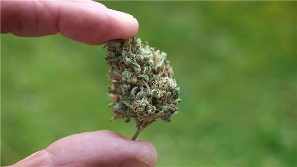 Bundesrat macht Weg für Cannabis-Legalisierung frei Der Bundestag hat die kontrollierte Freigabe zum 1. April beschlossen. Jedoch steht noch die Entscheidung des Bundesrates aus.