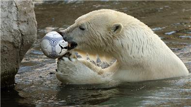 Der damals junge Eisbär Lloyd beim Spielen (2007). Der Zoo am Meer hat schon viele Eisbären beherbergt – von einigen kann Herma Wetzel viel berichten.