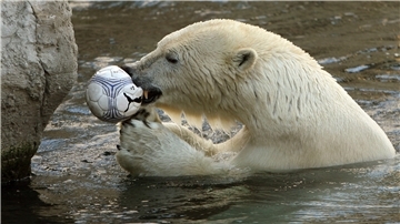 Der damals junge Eisbär Lloyd beim Spielen (2007). Der Zoo am Meer hat schon viele Eisbären beherbergt – von einigen kann Herma Wetzel viel berichten.