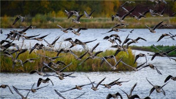 Kampfabstimmung zu EU-Umweltgesetz verschoben Der Drömling zwischen den Bundesländern Sachsen-Anhalt und Niedersachsen ist ein Unesco-Biosphärenreservat.