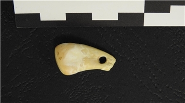 Der durchbohrte Hirschzahn aus der Denisova-Höhle in Südsibirien.
