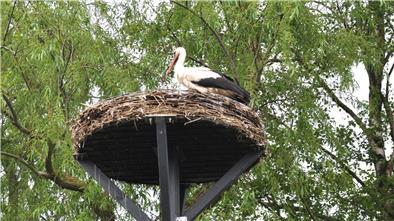 Der einsame Storch von Atens: Seit Pfingsten ist das Storchenweibchen verschwunden. Die Eier sind erkaltet. Die Chance auf Nachwuchs ist dahin.