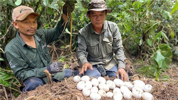 Comeback des seltenen Siam-Krokodils in Kambodscha Der Einsatz der Naturschützer hat sich ausgezahlt.