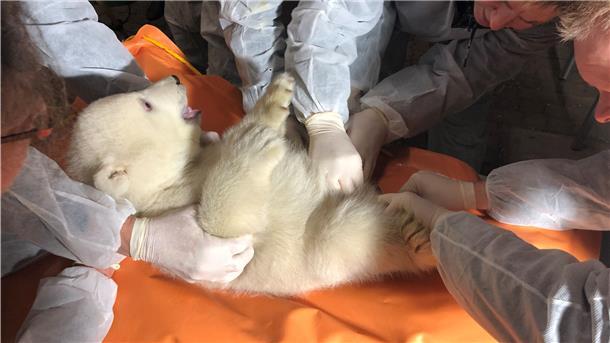 Der Eisbärennachwuchs im Zoo am Meer in Bremerhaven wird untersucht.
