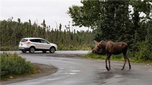 Vorsicht, Elch auf der Straße! Der Elch spaziert über einen Parkplatz in Alaska.