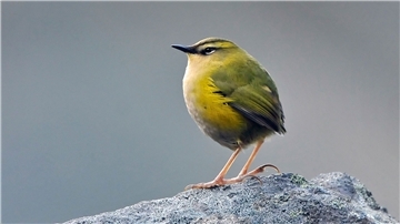 Der endemische Felsschlüpfer (Xenicus gilviventris) ist in Neuseeland zum Vogel des Jahres gekürt worden.