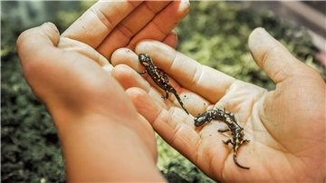 Der Feuersalamander-Nachwuchs wird ausgewildert.