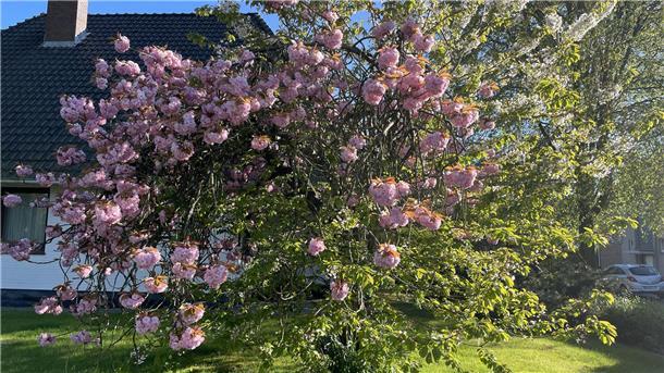Japanische Kirsche