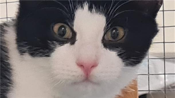 Der fünf Monate alte Kater ist gegenüber Fremden etwas schüchtern.