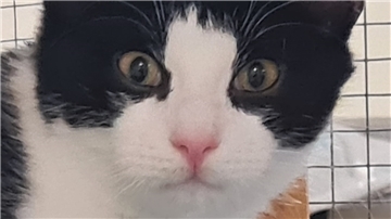 Der fünf Monate alte Kater ist gegenüber Fremden etwas schüchtern.