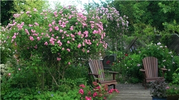 Zwei Holzstühle stehen in einem Garten