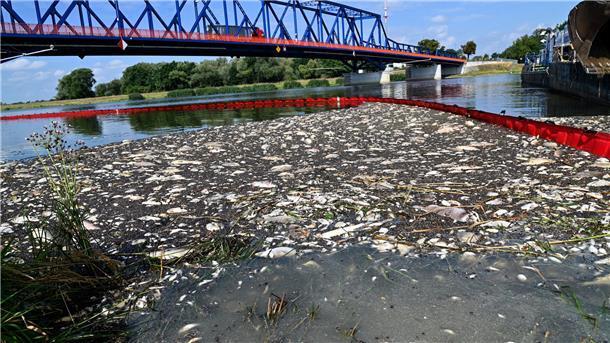Weiter Rätselraten um Fischsterben in der Oder Tote Fische schwimmen an der Wasseroberfläche des deutsch-polnischen Grenzflusses Oder