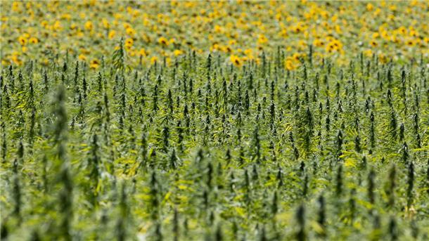 Hanf im landwirtschaftlichen Anbau.